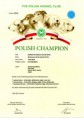 /album/champion-certificates/ch-pl-jpeg/